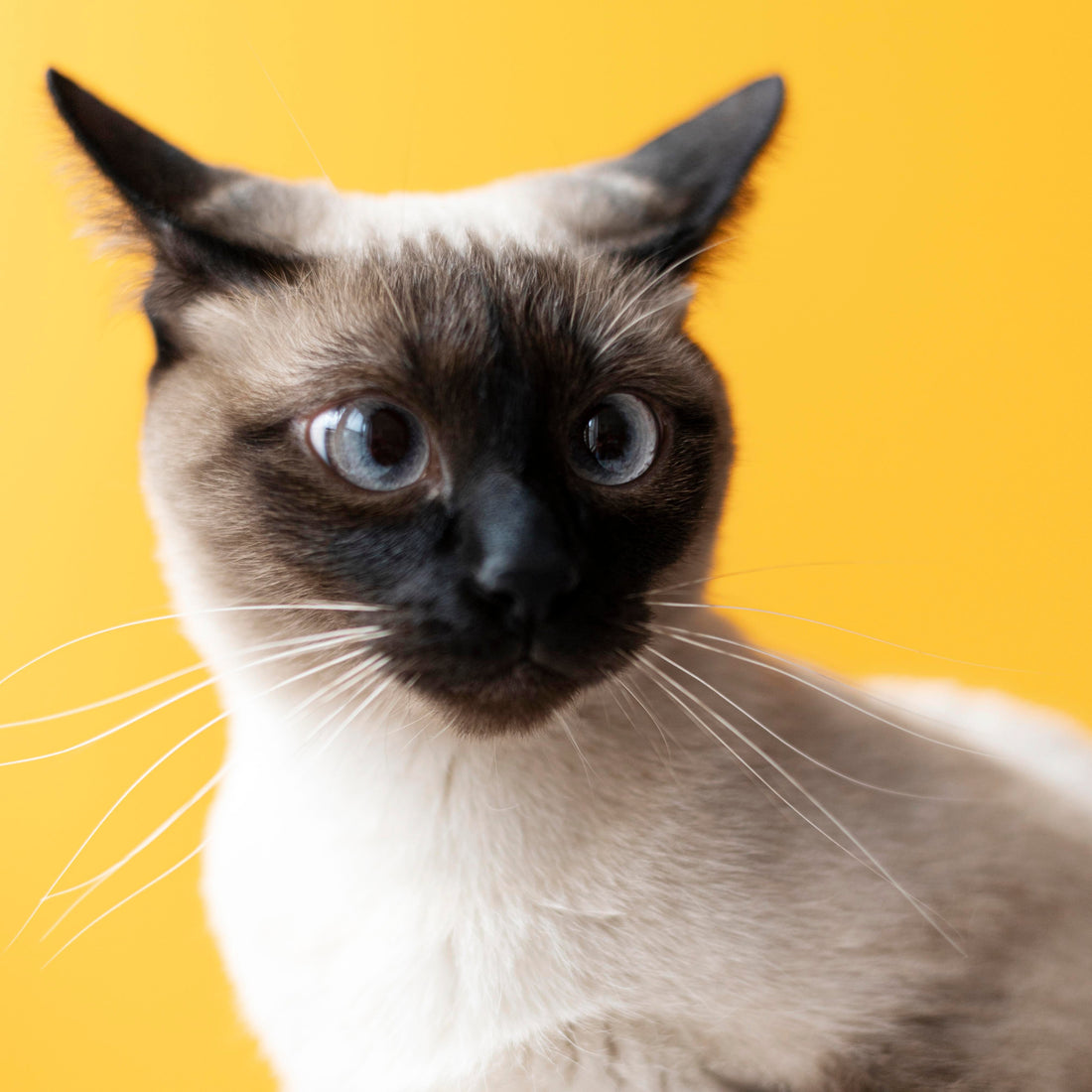 Siamese Cat: The Vocal Companion with a Social Heart