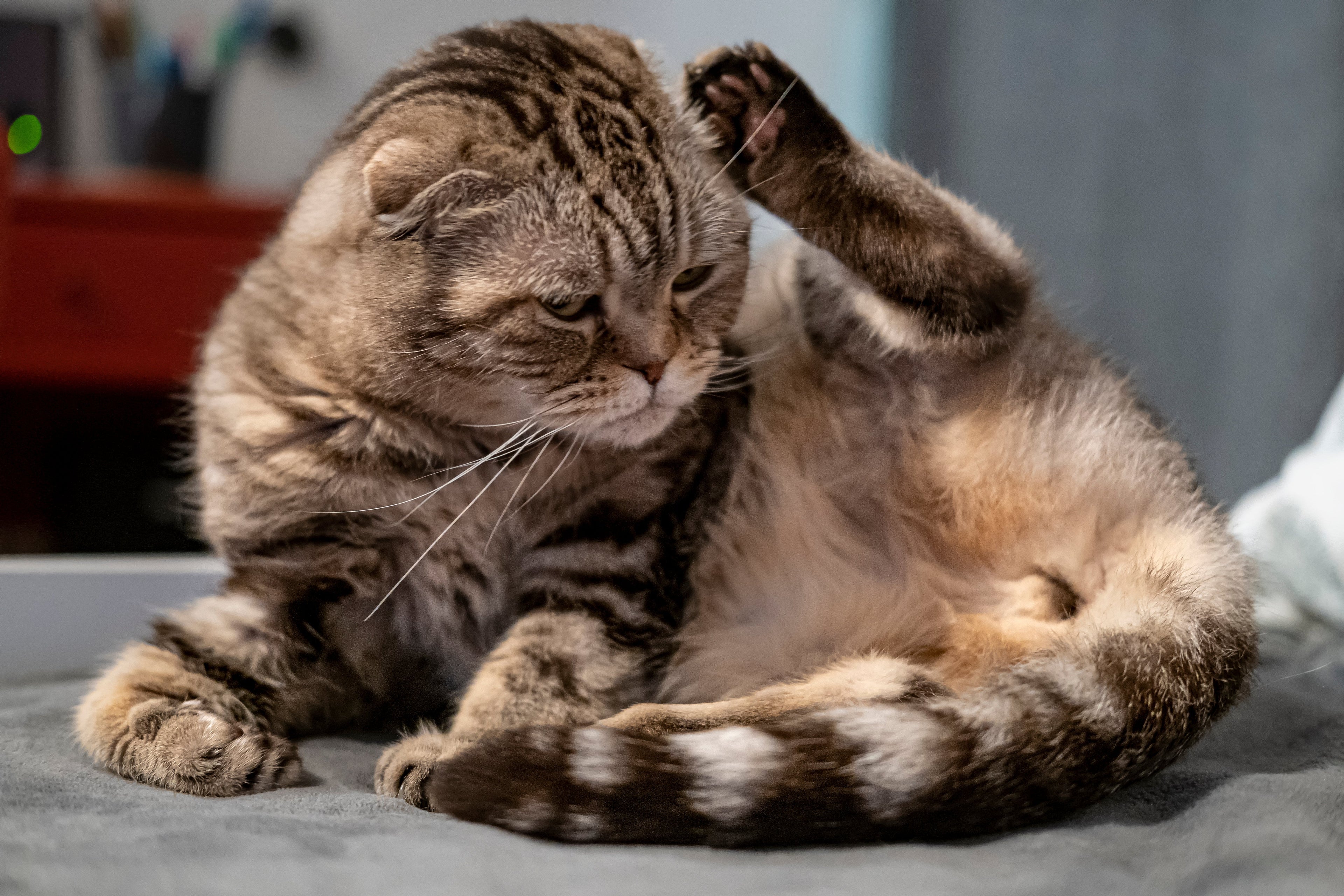 Common Allergies in Dogs and Cats