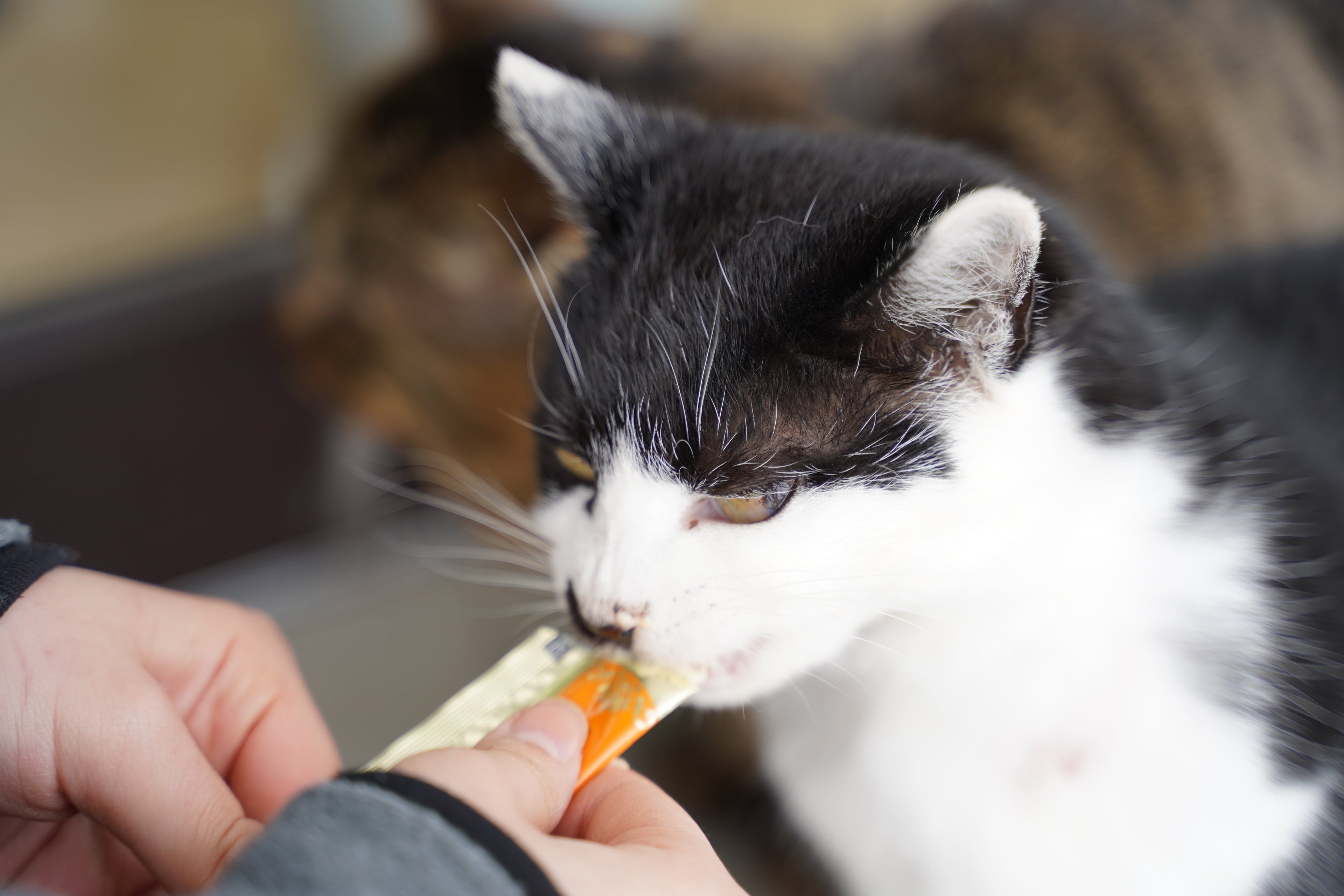 Treats for Dogs and Cats: How Much Is Too Much