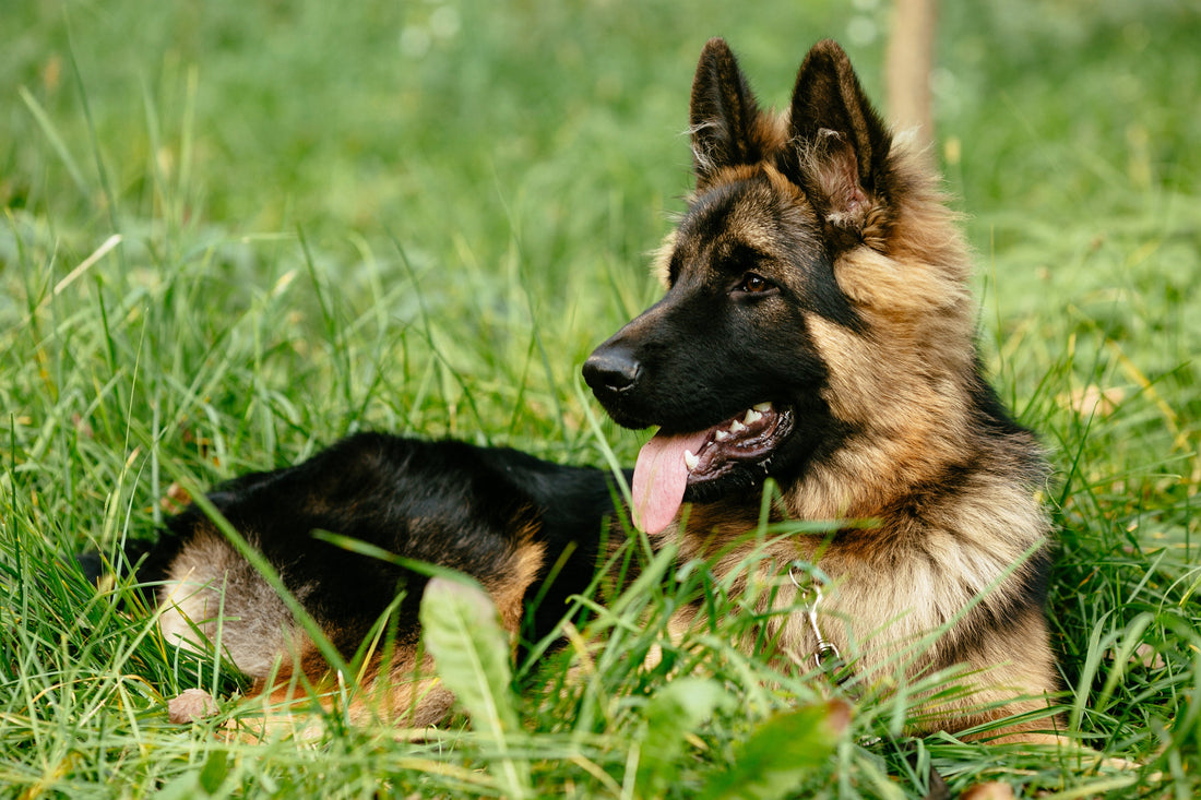 German Shepherd Dog: The Loyal Guardian with a Working Mind