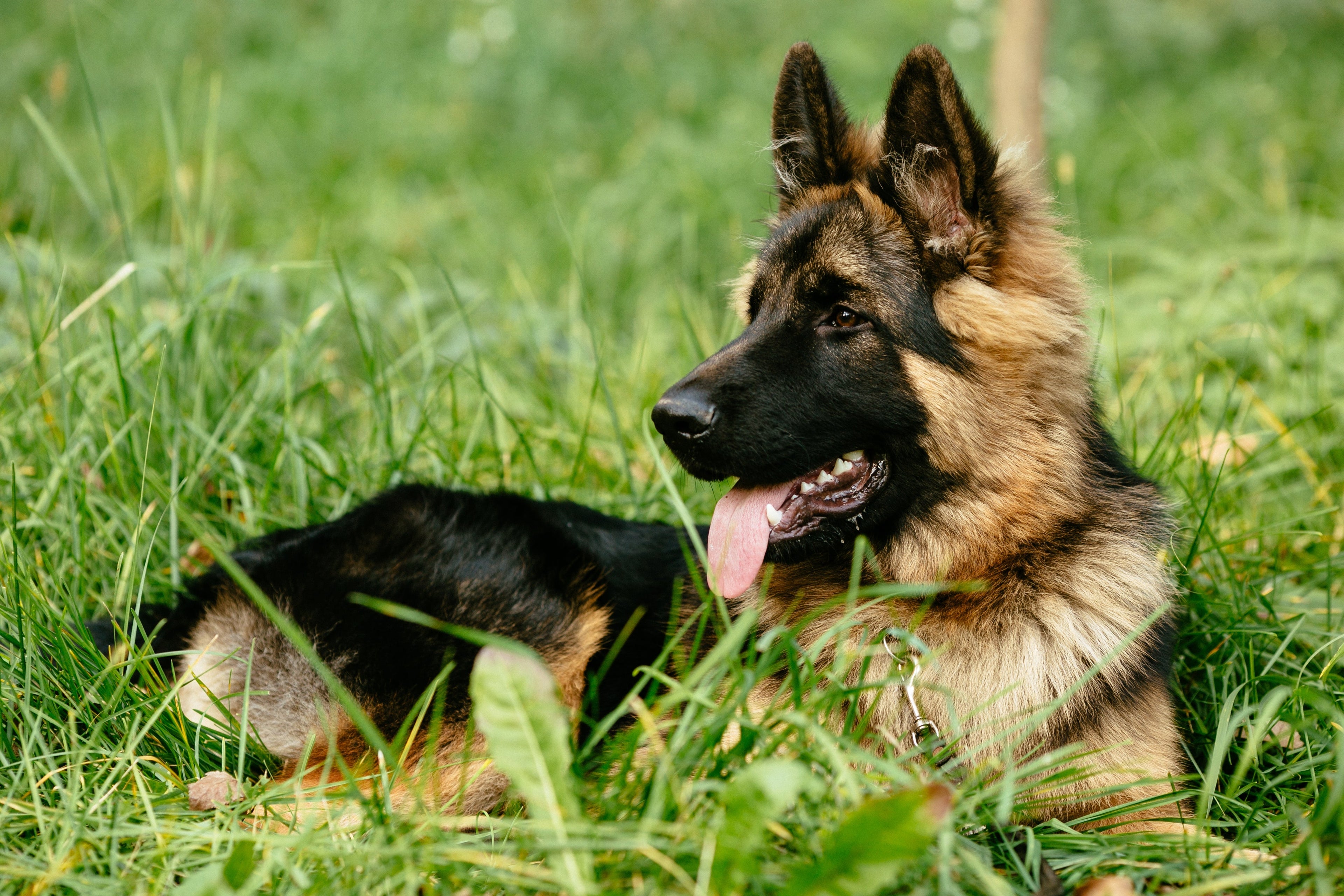 German Shepherd Dog: The Loyal Guardian with a Working Mind
