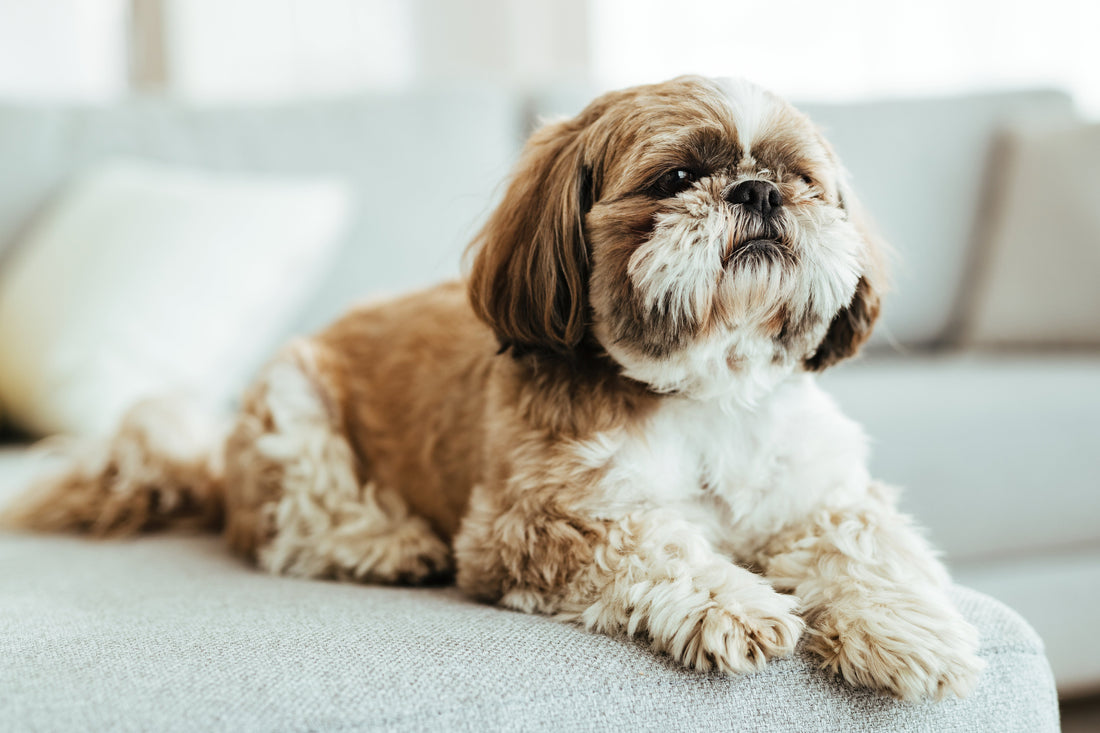 Shih Tzu: The Little Lion Dog with a Companion’s Heart