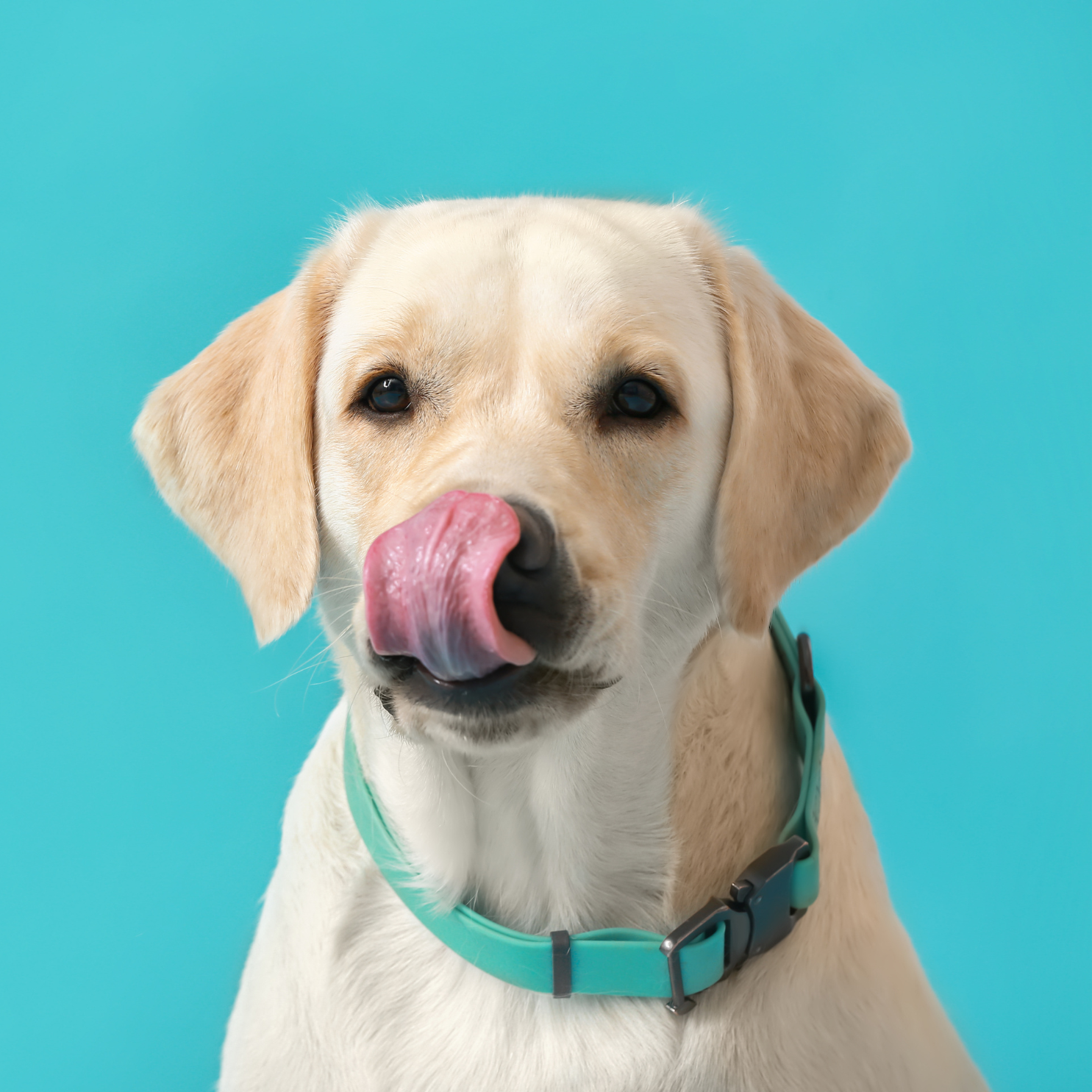 Collars, Leads & Harnesses