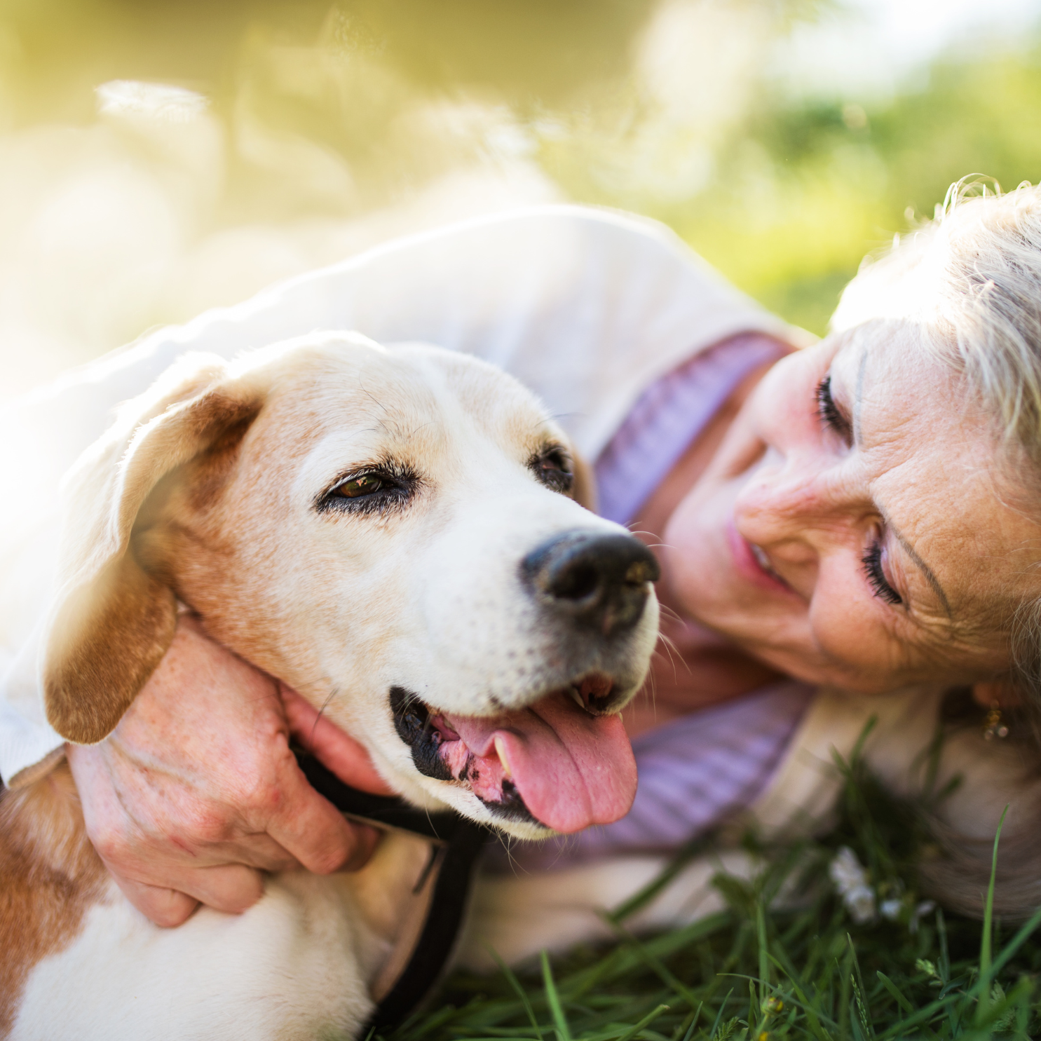 Senior Pet Comfort