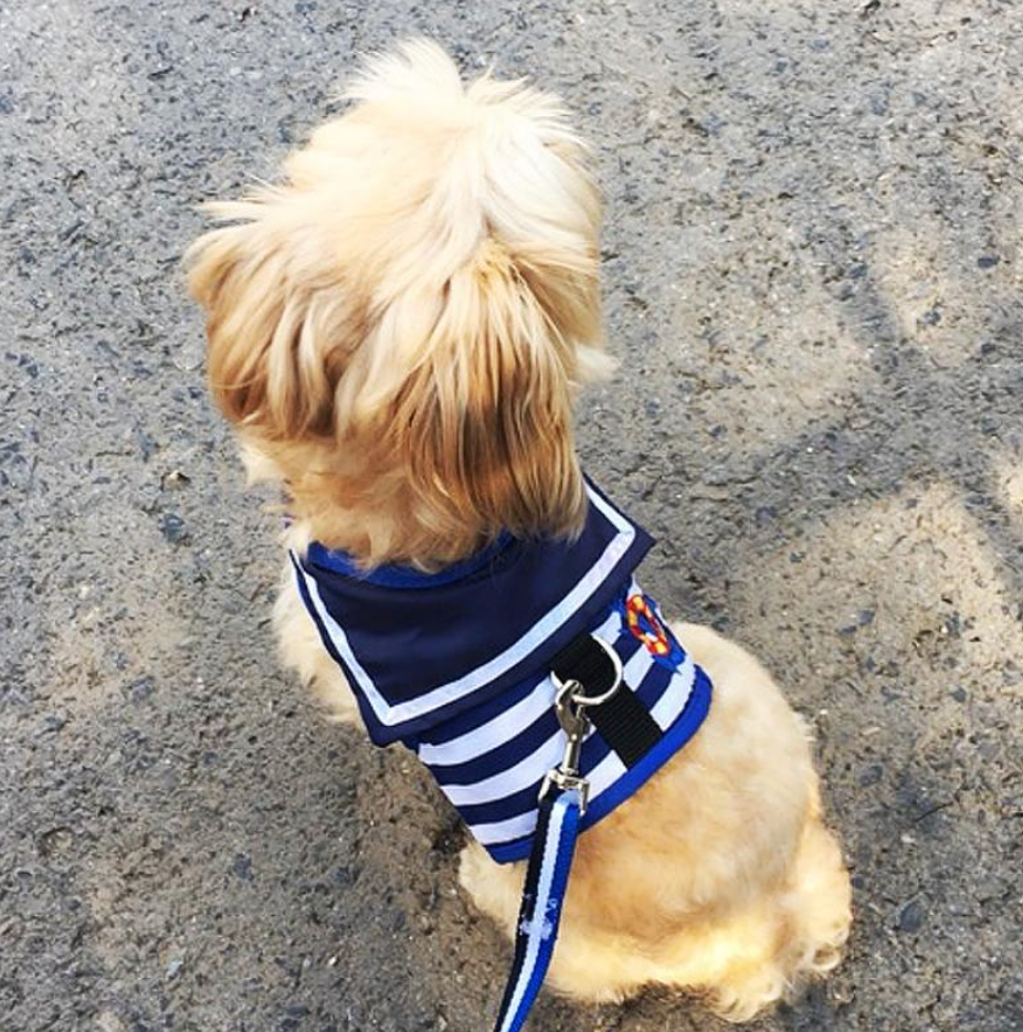 Dog Traction Rope with Chest Dog Traction Rope and Chest Harness Set for Small to XL Dogs – Adjustable Chest Harness with Matching Leash for Daily Walks Attachment