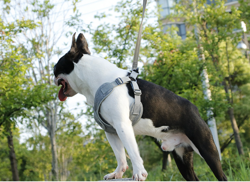 Teddy Breathable Puppy Chest Harness for Small Dogs – Soft Adjustable Chest Strap Harness for Daily Walks