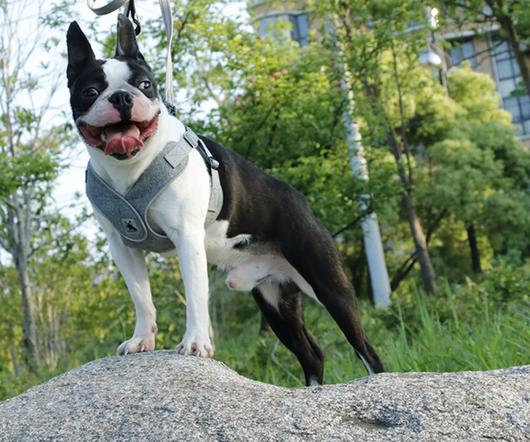 Teddy Breathable Puppy Chest Harness for Small Dogs – Soft Adjustable Chest Strap Harness for Daily Walks